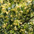 В Усть-Каменогорске благоухает липа