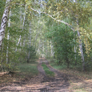 В Усть-Каменогорске экопарк разобьют в берёзовой роще