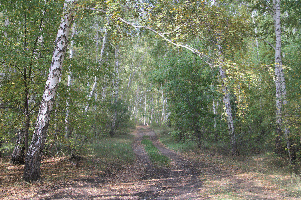 В Усть-Каменогорске экопарк разобьют в берёзовой роще
