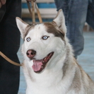 В Усть-Каменогорске началась выставка собак 