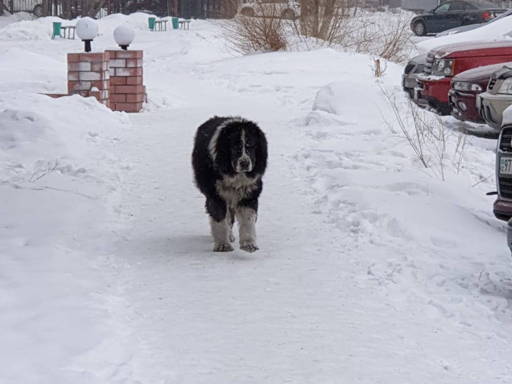 В Усть-Каменогорске потерявшийся пес терроризировал пожарную часть