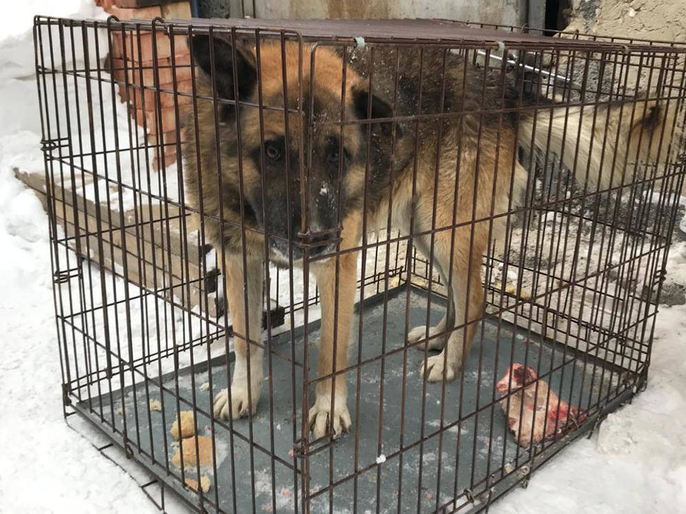 В Усть-Каменогорске собака нашла свой дом после пятилетнего отсутствия