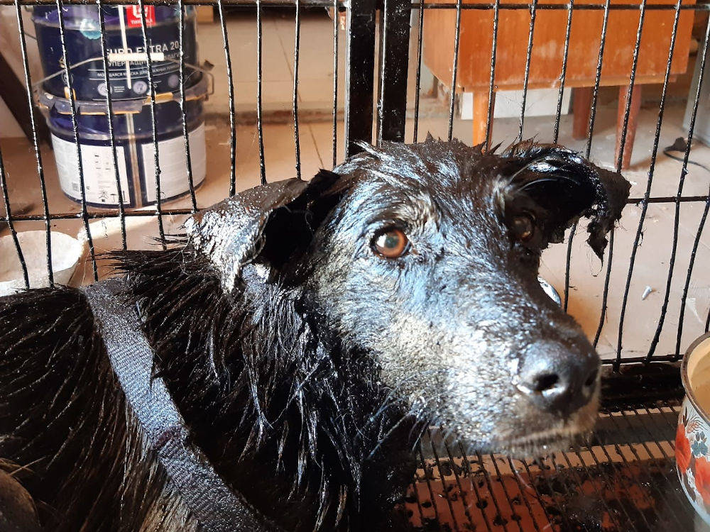 Увязла в яме с гудроном: в Усть-Каменогорске спасенную собаку назвали Гуроном
