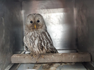 В Усть-Каменогорске зоозащитники ищут приют для совы