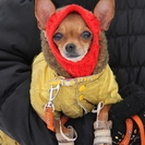 В Усть-Каменогорске выберут самых стильных питомцев в новогодних нарядах