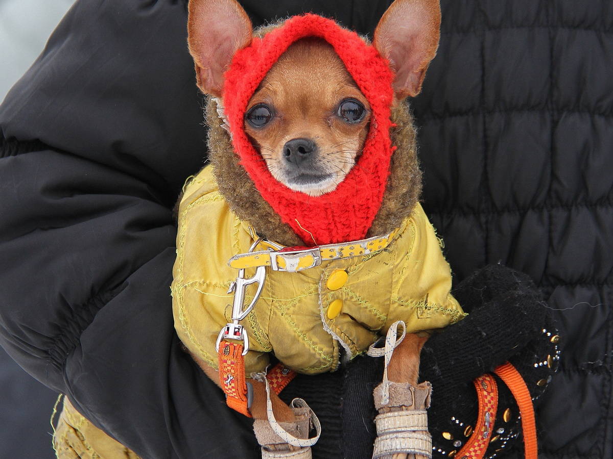 В Усть-Каменогорске выберут самых стильных питомцев в новогодних нарядах