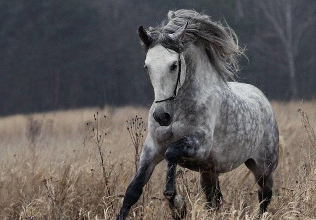 Серая лошадка. Серая лошадь Орловский рысак. Орловский рысак серый в яблоках. Лошадь породы Орловский рысак. Орловский рысак в яблоках.