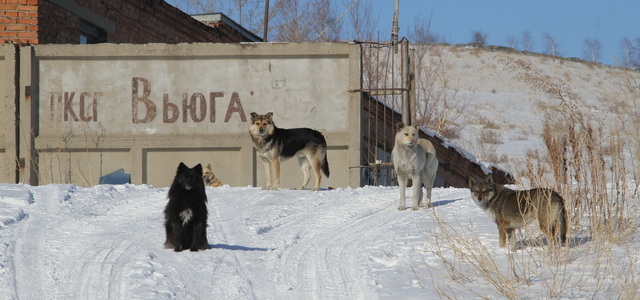 Проблема бродячих собак в Усть-Каменогорске не имеет простого решения