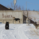 Проблема бродячих собак в Усть-Каменогорске не имеет простого решения