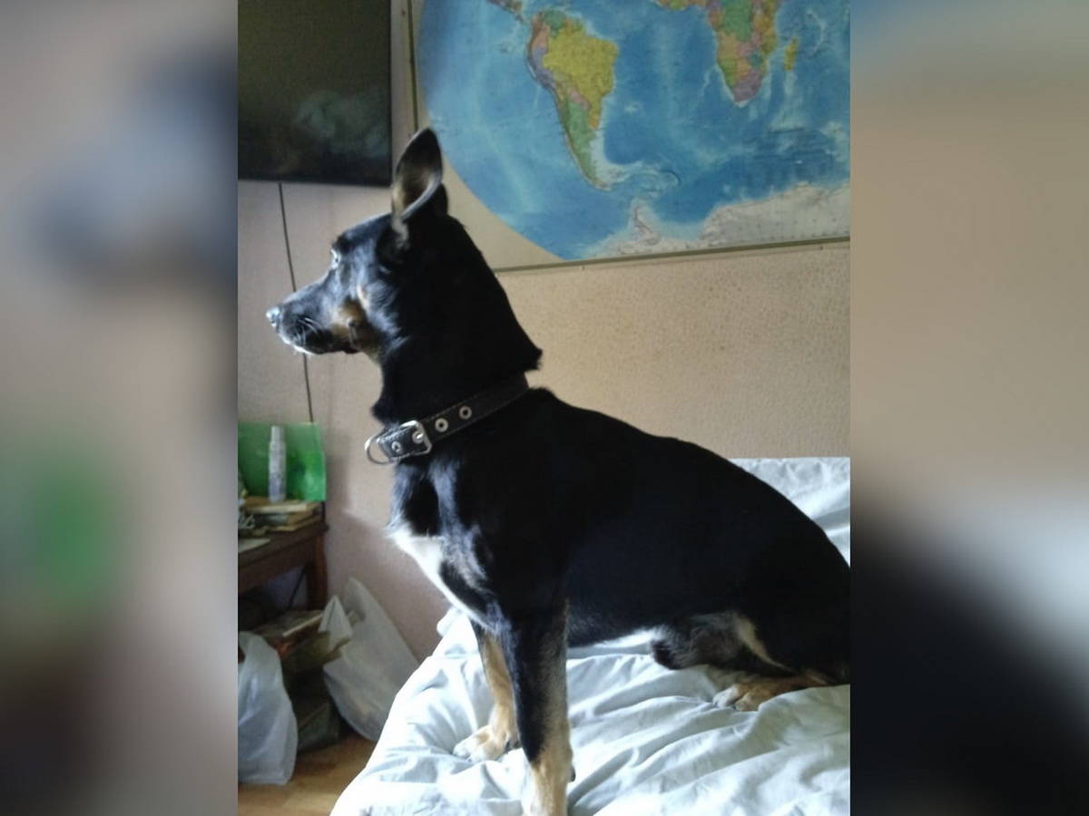 У жительницы Усть-Каменогорка пропала собака, которую она оставила у отдела полиции