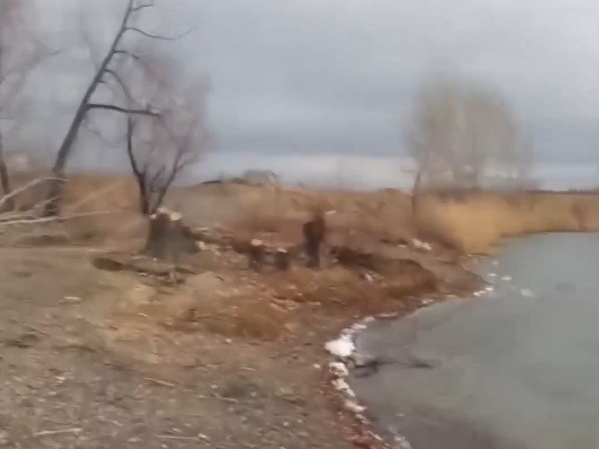 Усть-Каменогорск - На котлованах на Земснарядах уничтожают деревья | YK ...