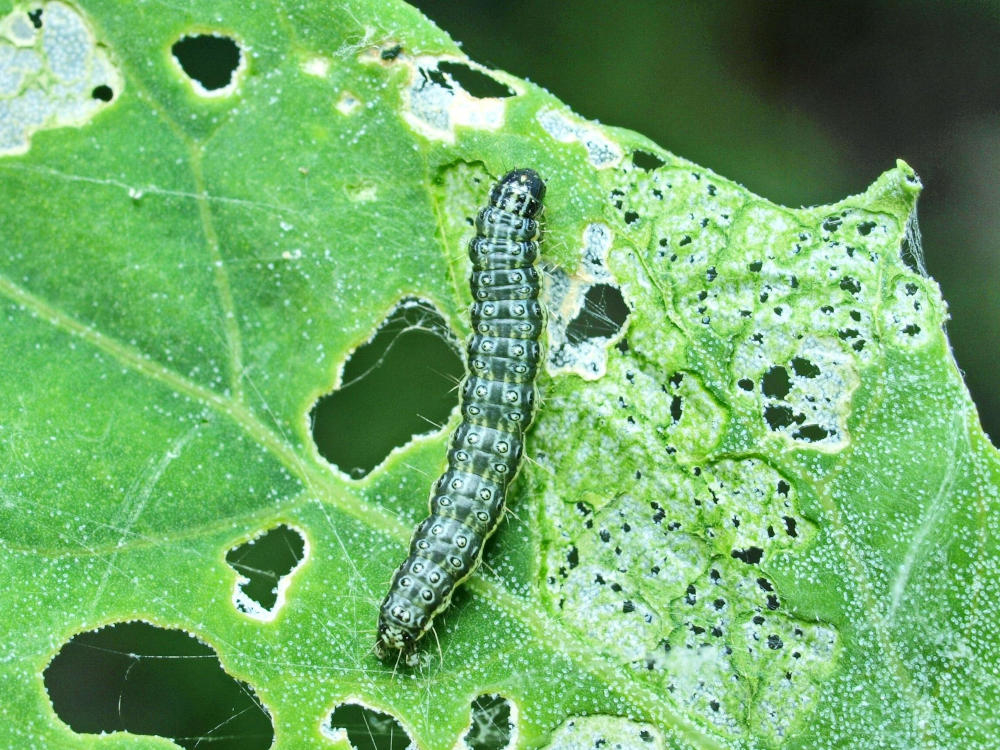 Усть-Каменогорск - В ВКО жители опасаются нашествия лугового мотылька ...