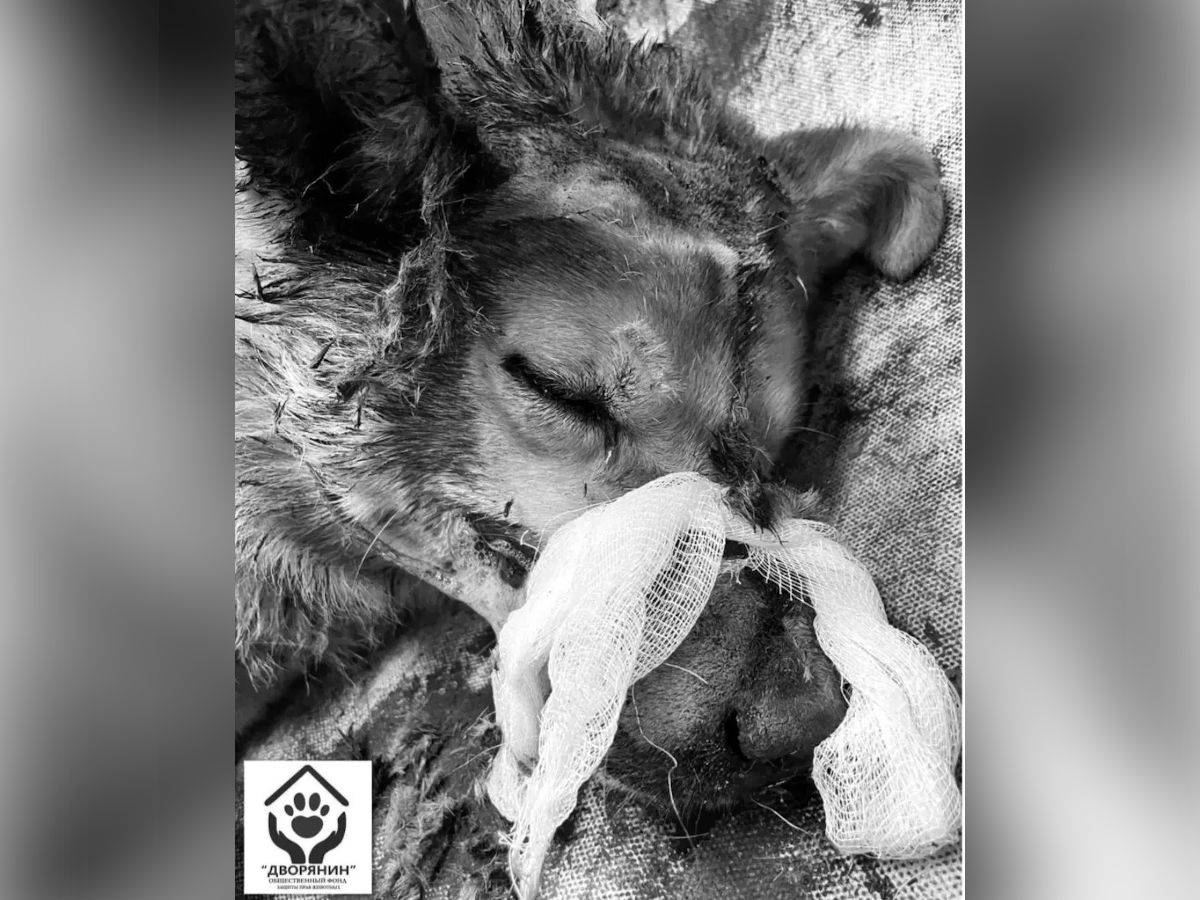 В Усть-Каменогорске на глазах у прохожих жестоко избили собаку