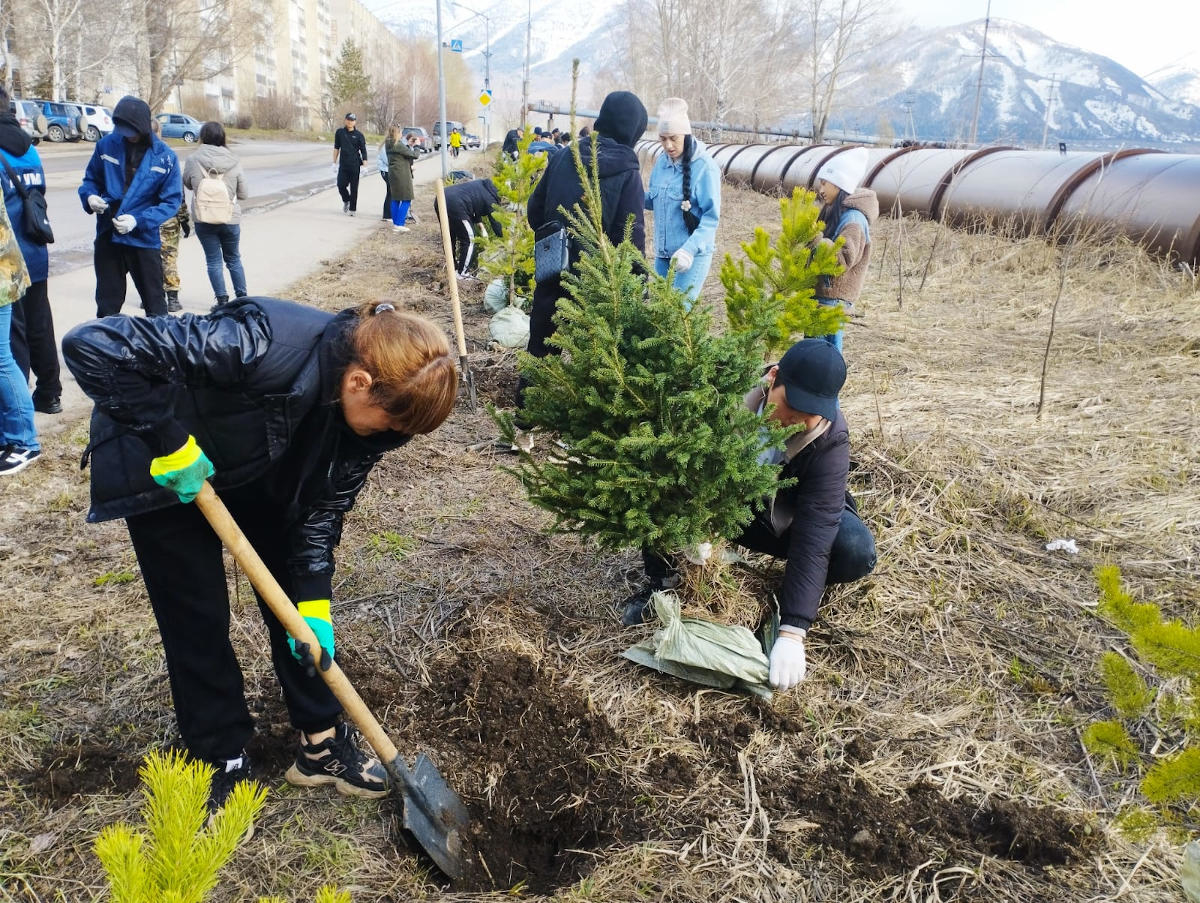 В Риддере на улице Айдарханова посадили 50 хвойных саженцев | YK-news.kz