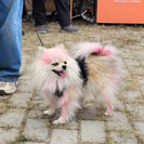Жителей Усть-Каменогорска приглашают на традиционный «PET DOG FEST 2026»