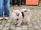 Жителей Усть-Каменогорска приглашают на традиционный «PET DOG FEST 2026»