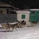 Акиму Усть-Каменогорска снова пожаловались на бродячих собак