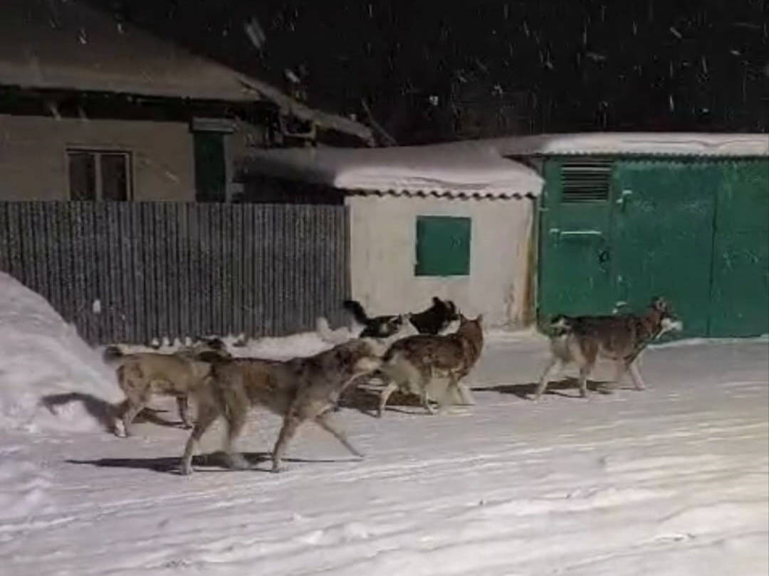 Акиму Усть-Каменогорска снова пожаловались на бродячих собак