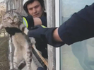 В Усть-Каменогорске спасатели вызволяли котов с лоджии многоэтажки 