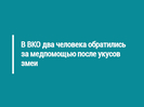 В ВКО два человека обратились за медпомощью после укусов змеи