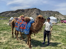 В Уланском районе ВКО можно покататься на верблюдах
