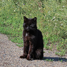 В Усть-Каменогорске черный кот шантажирует прохожих