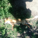 В черте Усть-Каменогорска обнаружили лису