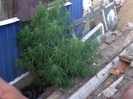 Полицейские выявили дачника, выращивавшего на участке коноплю