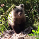 В ВКО в районе Сибинских озёр нашли потеряшку — медвежонка-сиротку