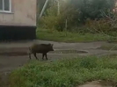 В ВКО кабан прогулялся по улицам города