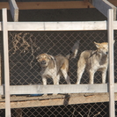 Пять дней и всё: в Казахстане обсуждают жёсткие меры для бродячих собак