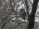 В Усть-Каменогорске под окна роддома прилетела сова 