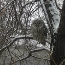 В Усть-Каменогорске под окна роддома прилетела сова