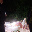 В ВКО похищали сельхозживотных, пасущихся на окраине сёл 