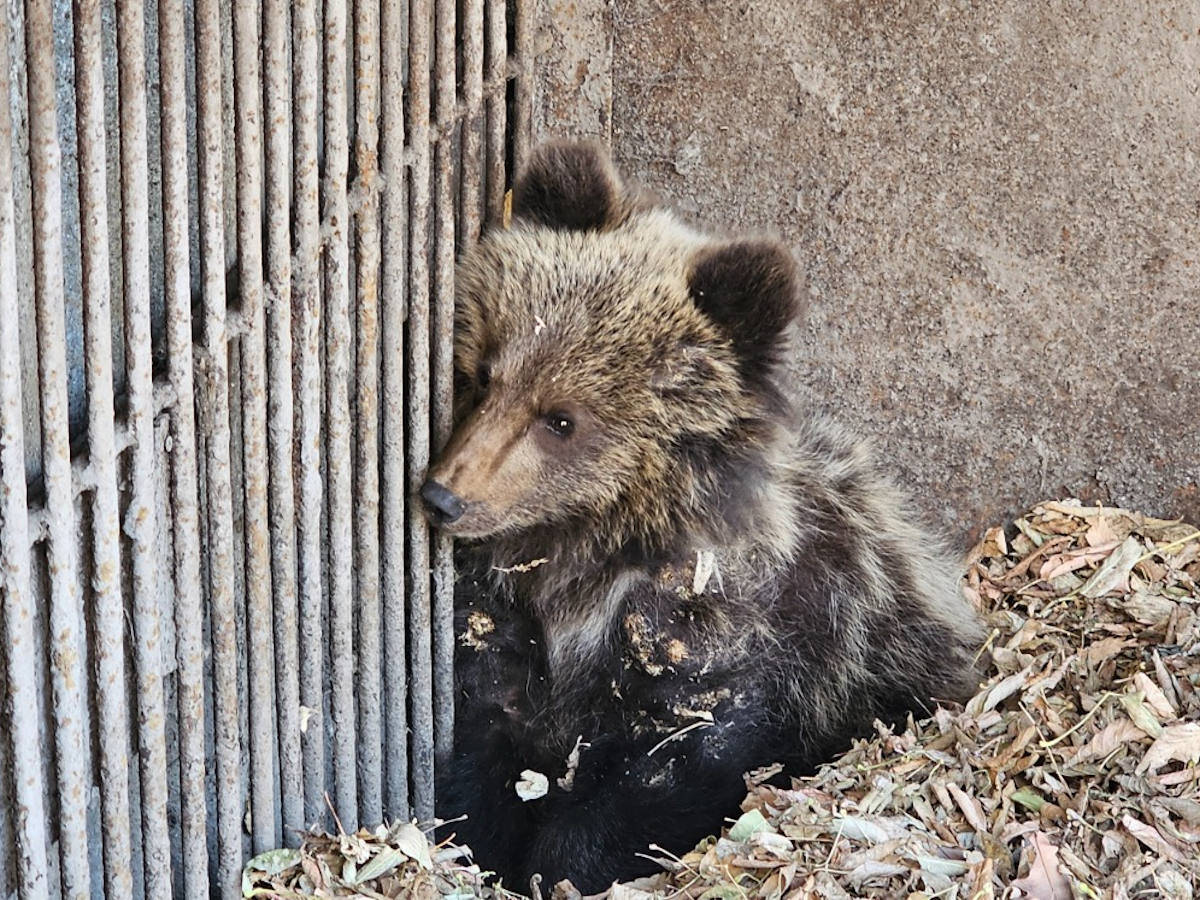 Маленький найденыш осваивается в зоопарке Усть-Каменогорска