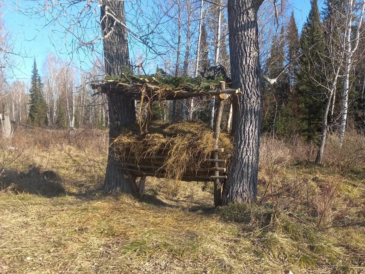 В ВКО в лесу сооружают кормушки для диких животных