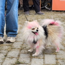 В Усть-Каменогорске пройдёт выставка собак