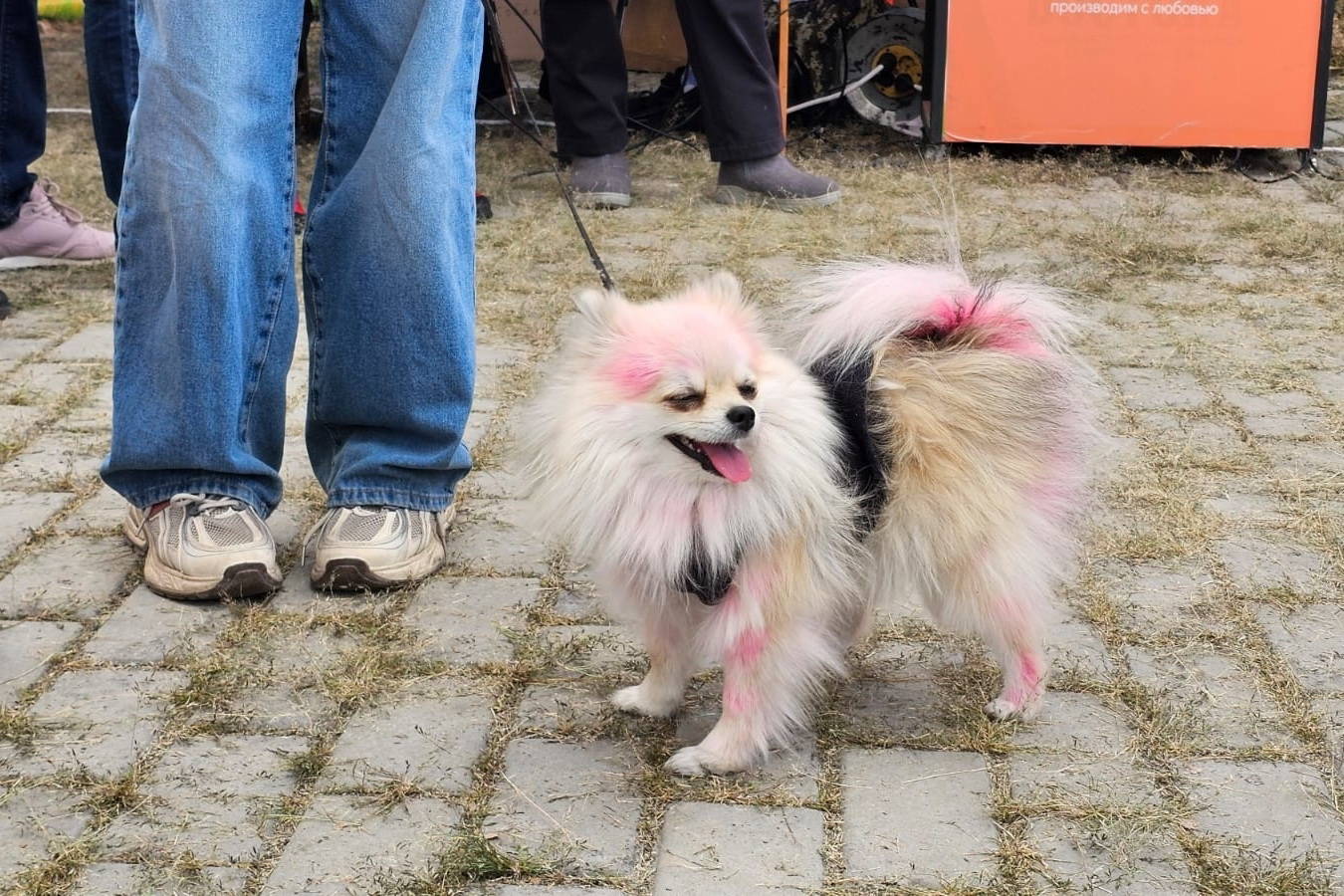 В Усть-Каменогорске пройдёт выставка собак