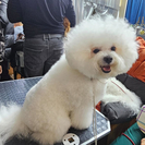 В Усть-Каменогорске в выставке собак приняли участие конкурсанты из разных регионов Казахстана и России