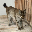 В Бескарагайском районе детеныш рыси пришёл в село