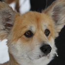 В Усть-Каменогорске животное можно стерилизовать или кастрировать со скидкой 