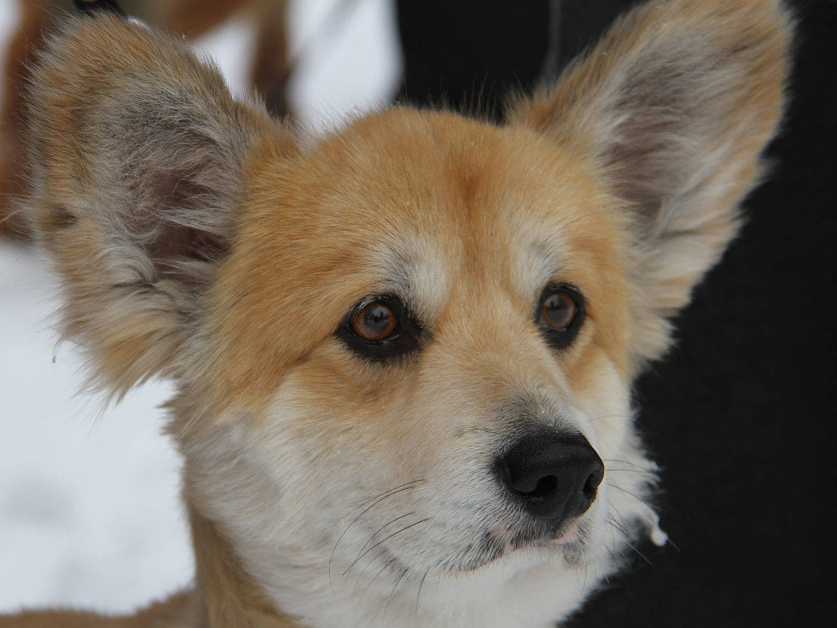 В Усть-Каменогорске животное можно стерилизовать или кастрировать со скидкой
