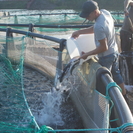 Сможет ли ВКО накормить себя собственной рыбой?