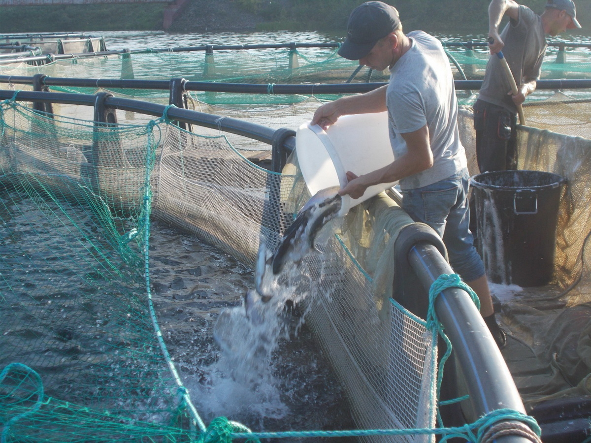 Сможет ли ВКО накормить себя собственной рыбой?