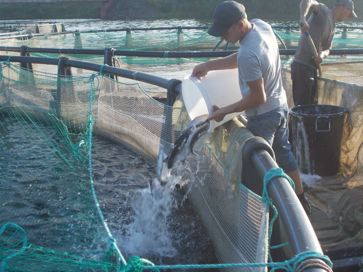 Сможет ли ВКО накормить себя собственной рыбой?