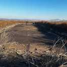 В ВКО сельчане пожаловались на свиноферму