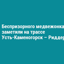 Беспризорного медвежонка заметили на трассе Усть-Каменогорск – Риддер