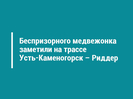 Беспризорного медвежонка заметили на трассе Усть-Каменогорск – Риддер