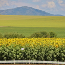 В ВКО посевные земли обрабатываются с применением цифровых систем