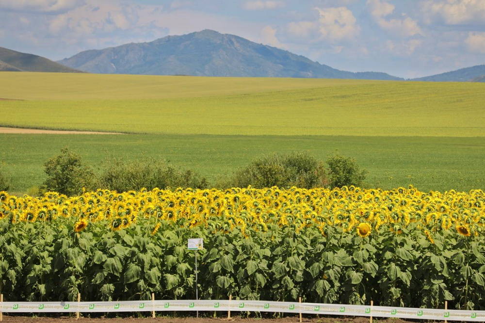 В ВКО посевные земли обрабатываются с применением цифровых систем